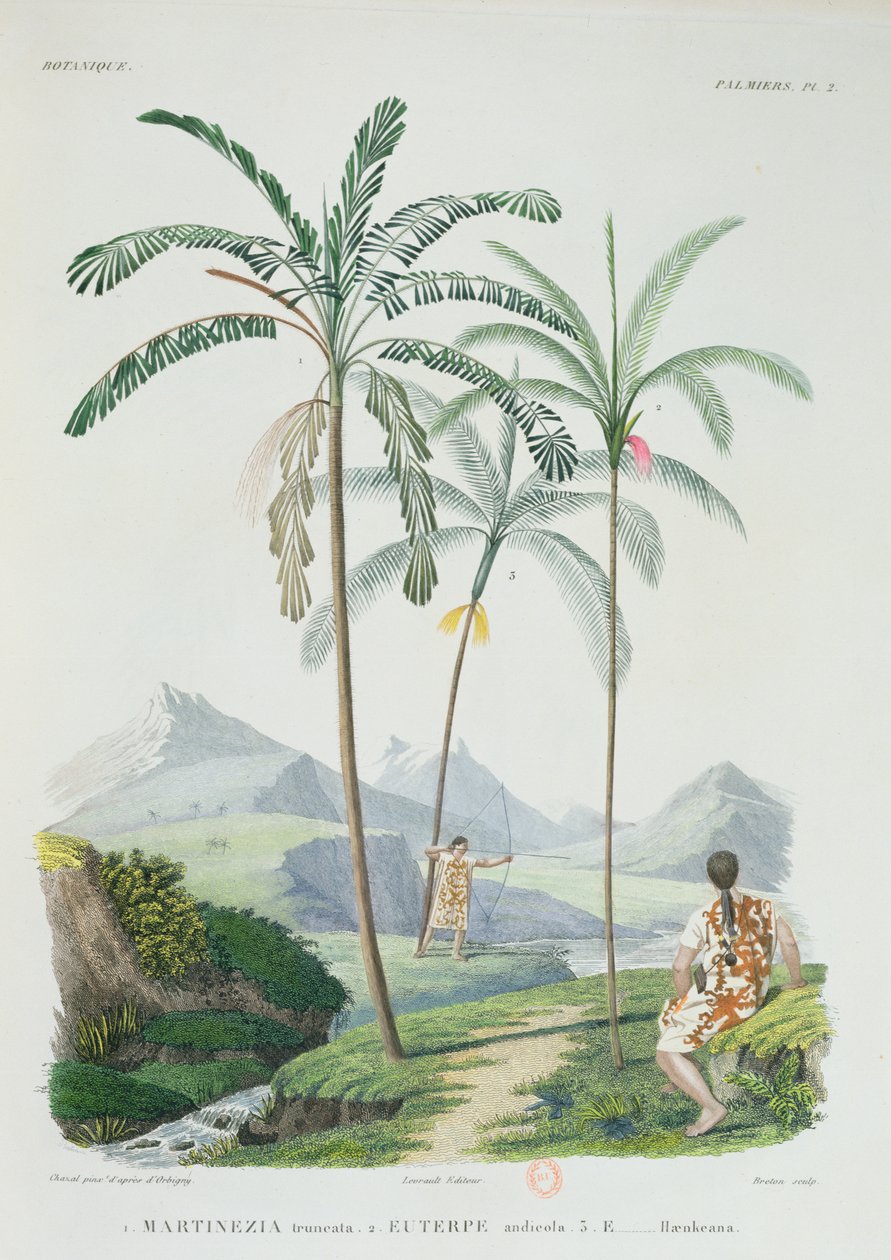 Pálmafák Dél-Amerika hegyvidéki részén, a művész Voyage dans lAmerique Meridionale című művéből, Breton metszete, 1834-47 körül alkotó: Alcide DOrbigny