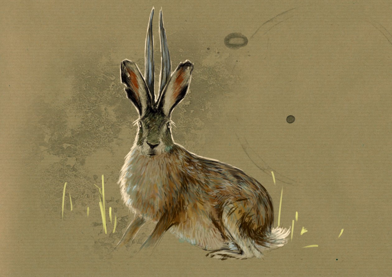 Fantasztikus szörnyek és lények, kriptozoológia: egy Jackalope ábrázolása, legendás állat mi lievre mi antilop (mitikus állat, antilop szarvú nyúl) - Alessandro Lonati rajza, 2012 alkotó: Alessandro Lonati
