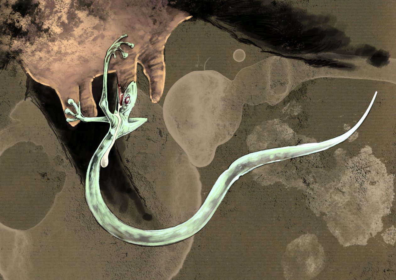Fantasztikus szörnyek és lények, kriptozoológia: Tatzelféreg (vagy féreg, mancs vagy arassz) ábrázolása Alessandro Lonati rajza, 2012 alkotó: Alessandro Lonati