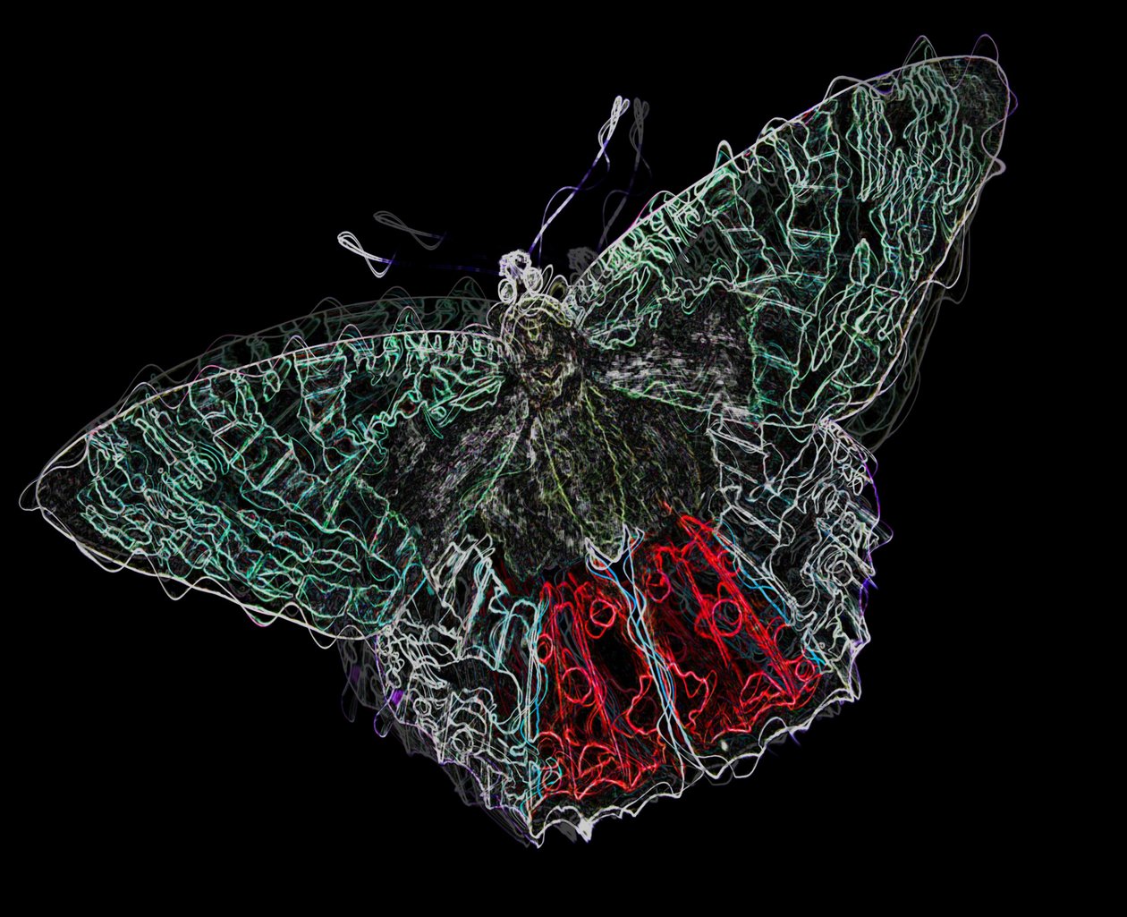 butterfly V,2020,(vegyes technika) alkotó: Alex Caminker