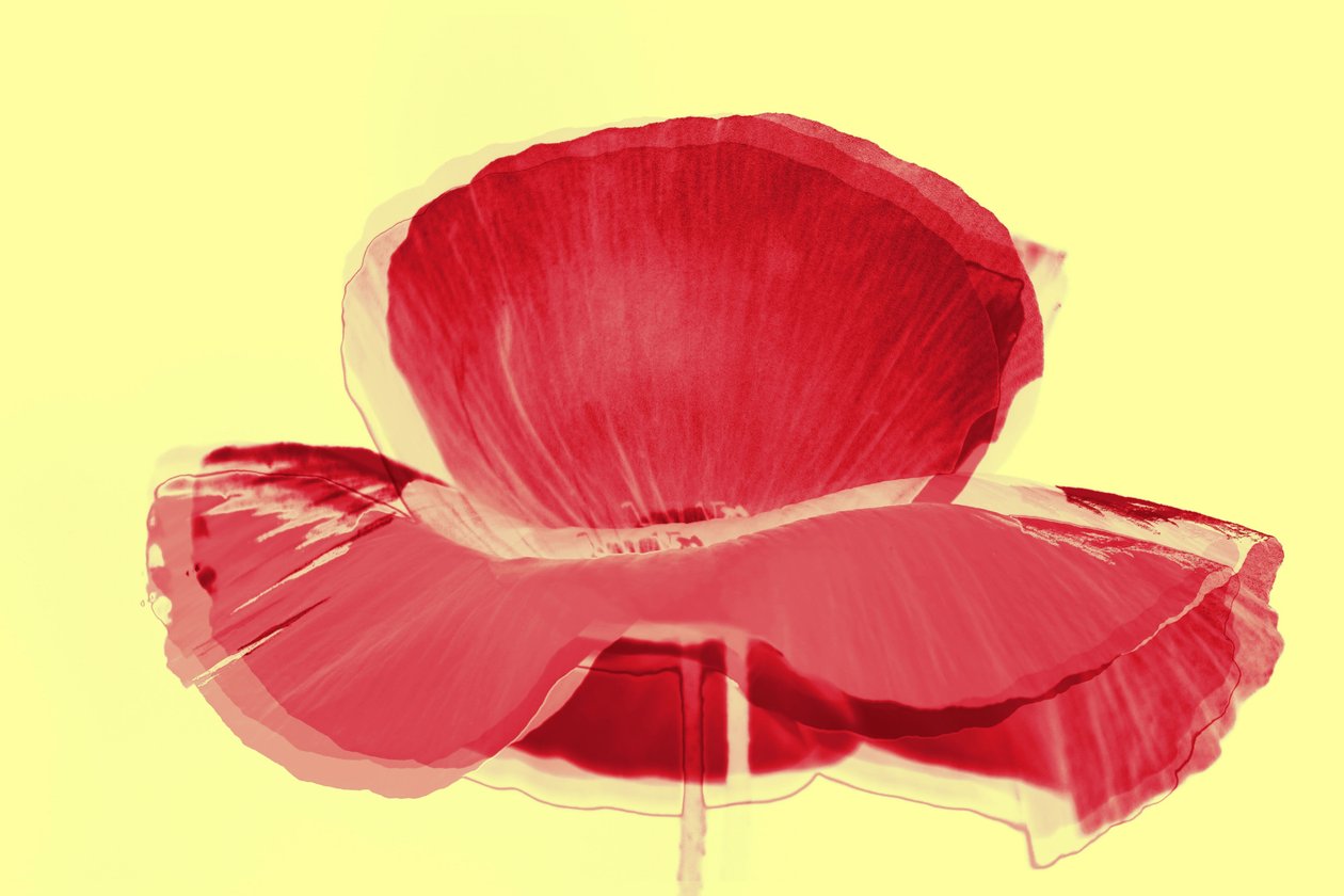 piros tulipán, 2019, (vegyes technika) alkotó: Alex Caminker