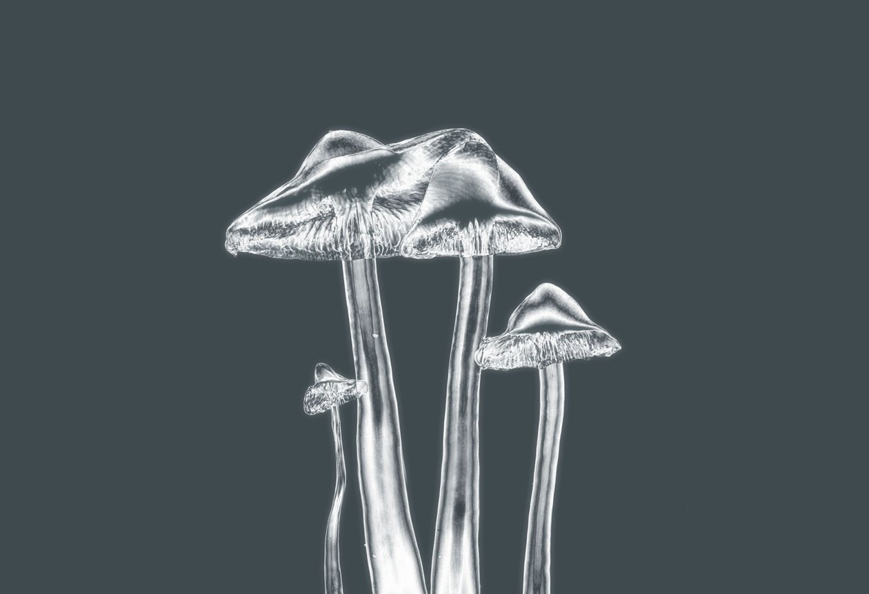ezüst mashrooms, 2019, (fotó) alkotó: Alex Caminker