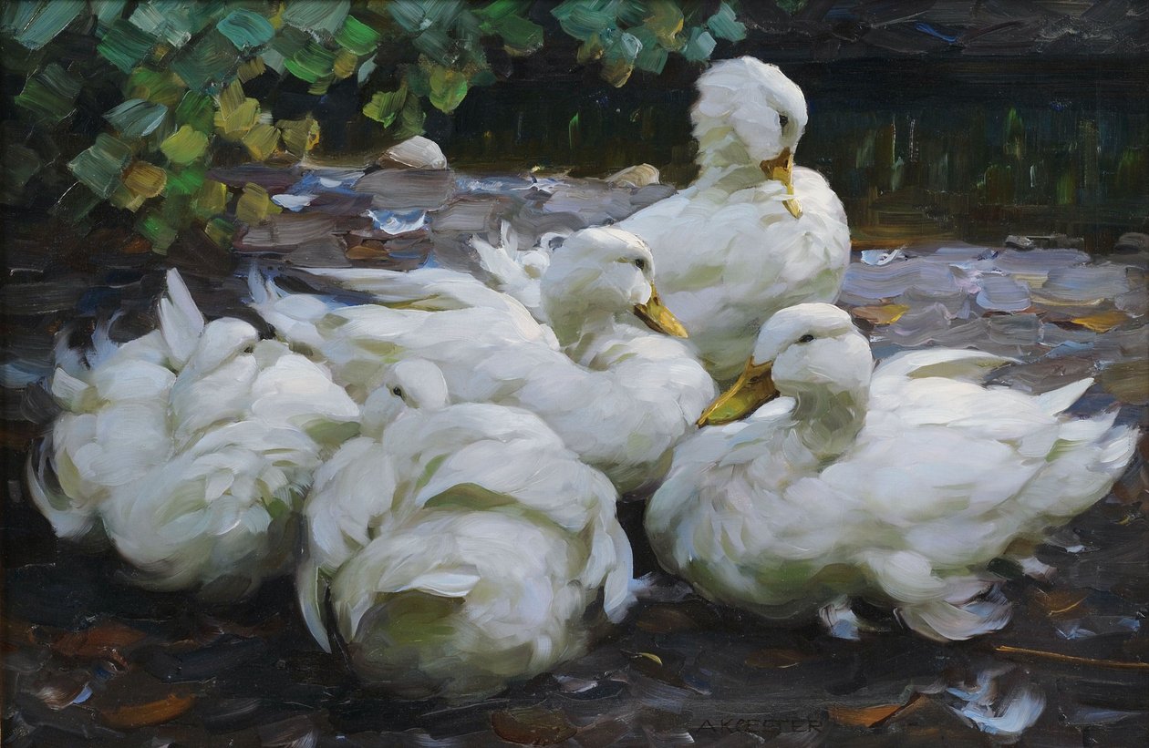 Öt pihenő fehér kacsa alkotó: Alexander Koester