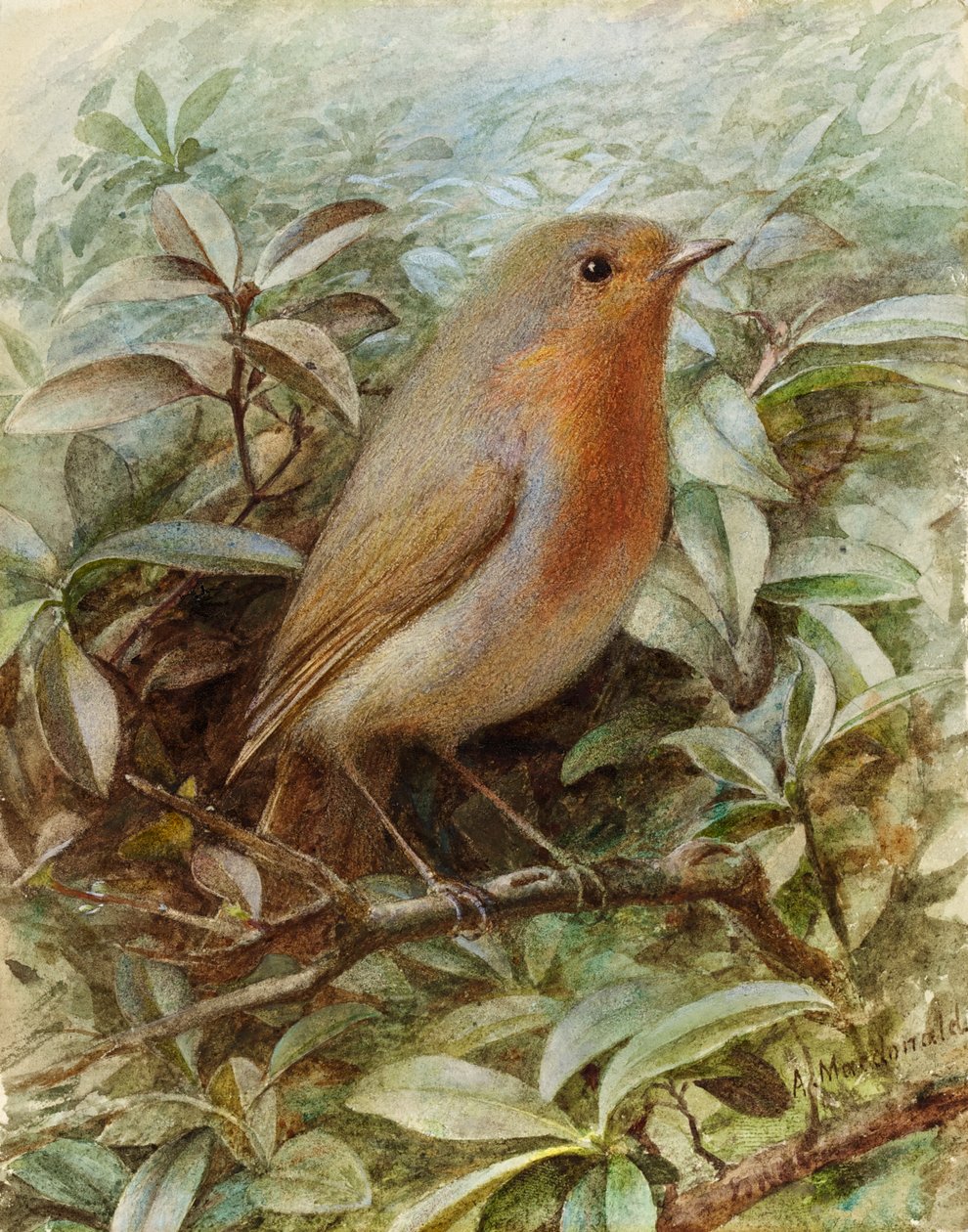 Robin egy gallyon alkotó: Alexander Macdonald