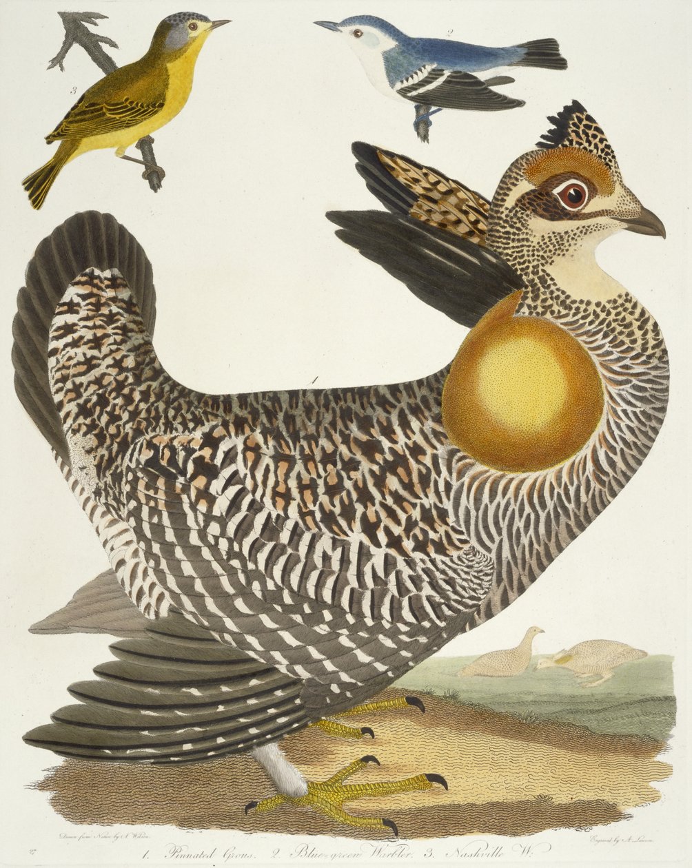 Madarak 27. 1. Pinnated Grous. 2. Kék-zöld poszáta. 3. Nashville W., 1808-1814 alkotó: Alexander Wilson