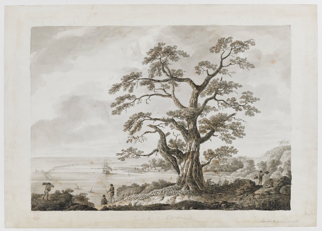 Hozzáadás. 15508, no.4, Tree on the Tree Hill, Otaheite, a Rajzokból, indiai tintával, Cook százados első utazásának illusztrációja alkotó: Alexander Buchan