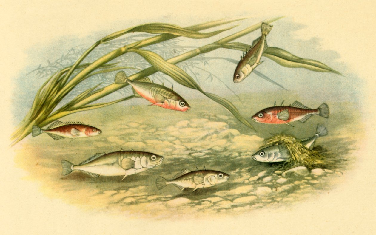 "Sticklebacks", 1879, 1943. alkotó: Alexander Francis Lydon