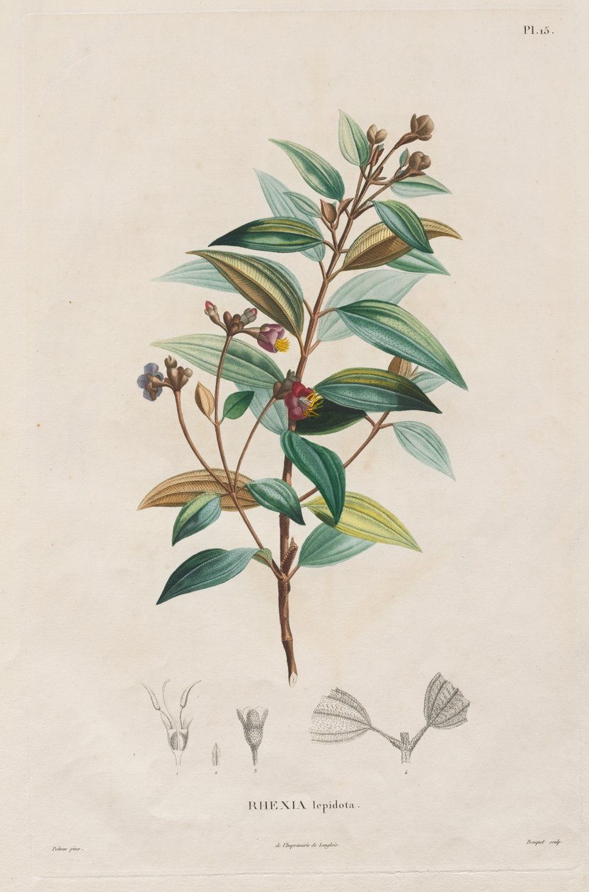 Utazás az új kontinens napéjegyenlőségi régióiba, 1709 és 1804 között: A melastomaceae monográfiája: 15. sz. alkotó: Alexander, Freiherr von Humboldt