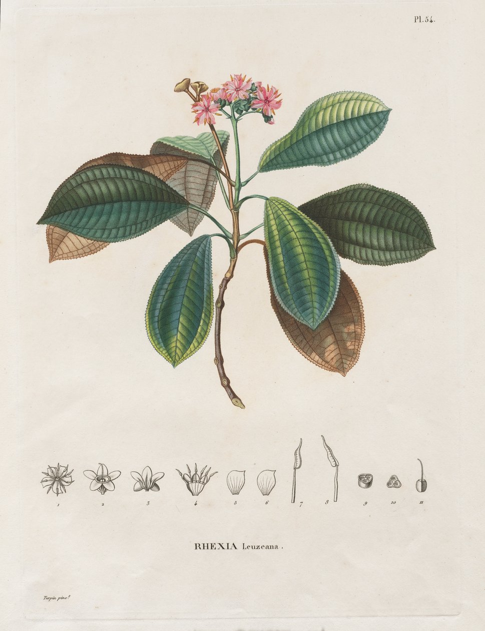 Utazás az új kontinens napéjegyenlőségi régióiba, 1709-től 1804-ig: A Melastomaceae monográfiája: 54. sz. alkotó: Alexander, Freiherr von Humboldt