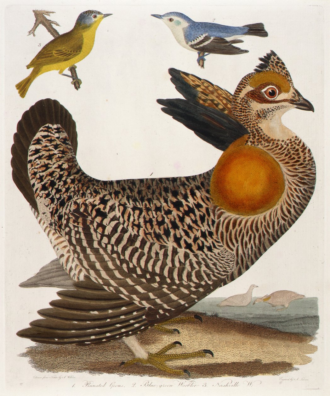 1. Pinnated Grous. 2. Kék-zöld pacsirta. 3. Nashville W., az American Ornithology című könyvből. alkotó: Alexander Lawson