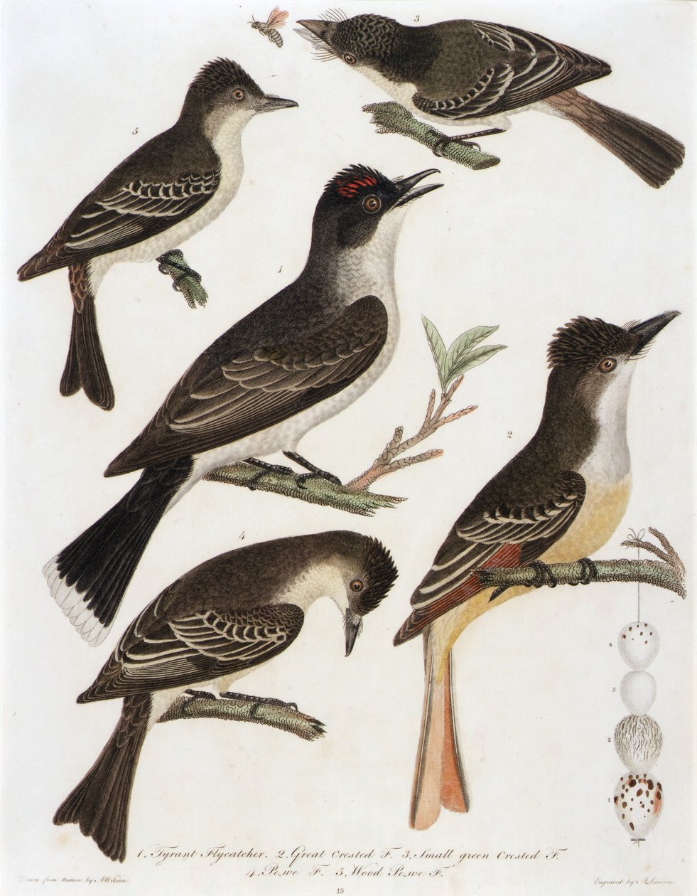 1. Tyrant Flycatcher. 2. F. 3. Kis zöldgalléros F. 4. Pe-We F. 5. Wood Pe-We F. (az American Orinthology című könyvből) alkotó: Alexander Lawson