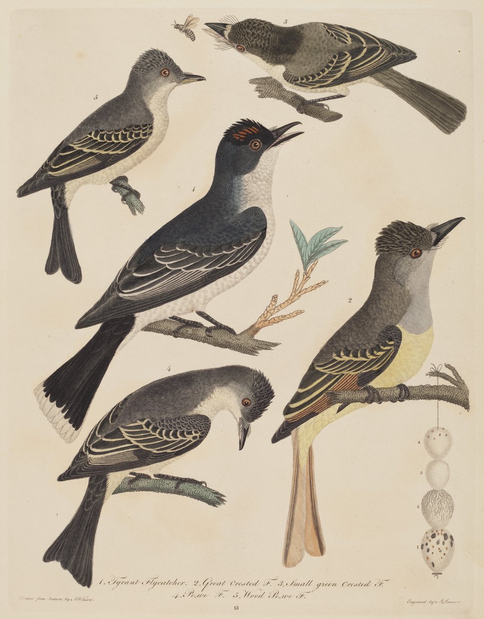 Öt madár tojásukkal és egy rovarral, 18081814. alkotó: Alexander Lawson