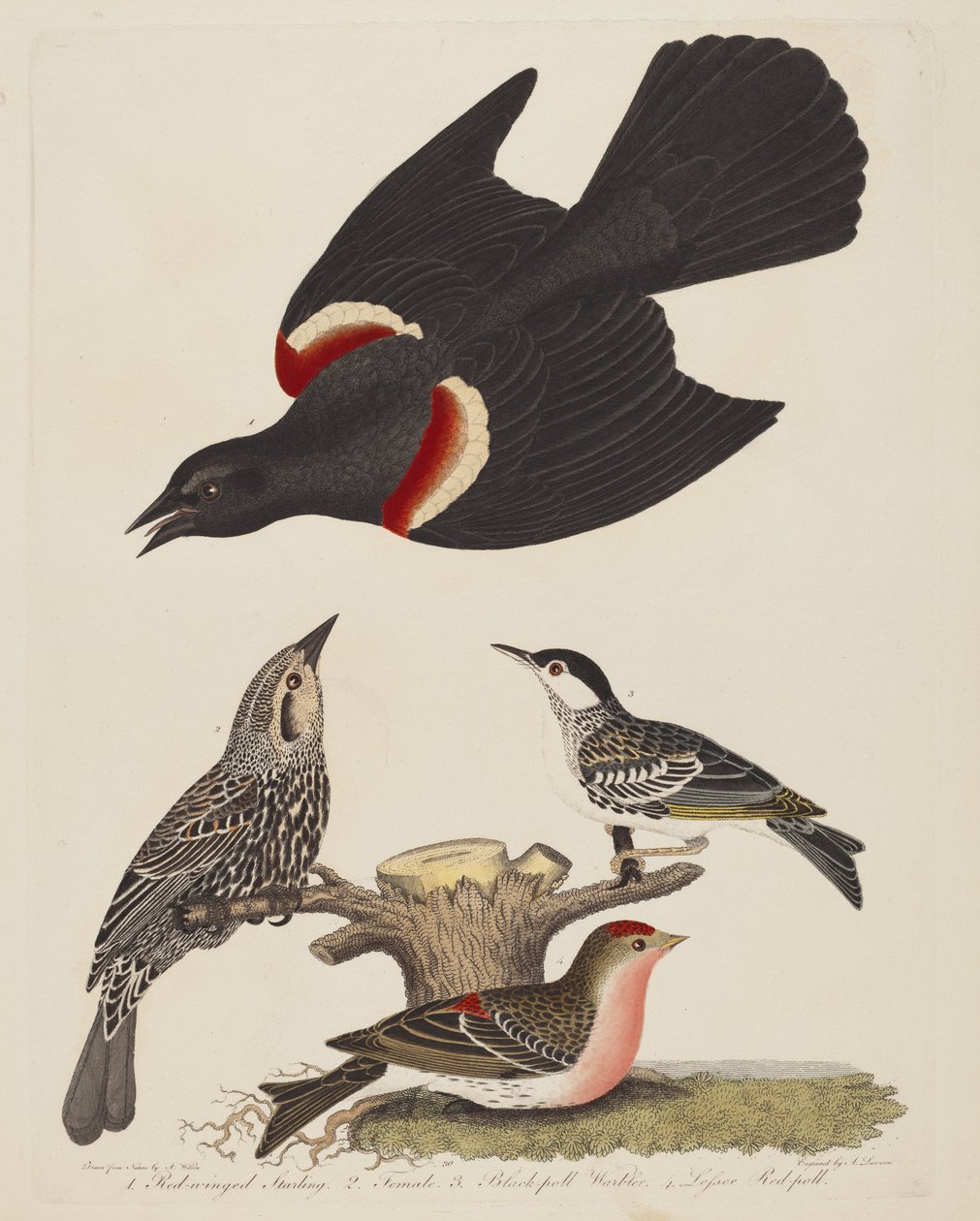 Vörösszárnyú seregély, nőstény vörös szárnyú seregély, fekete poszáta és kisebb..., pub.1808-1814. alkotó: Alexander Lawson