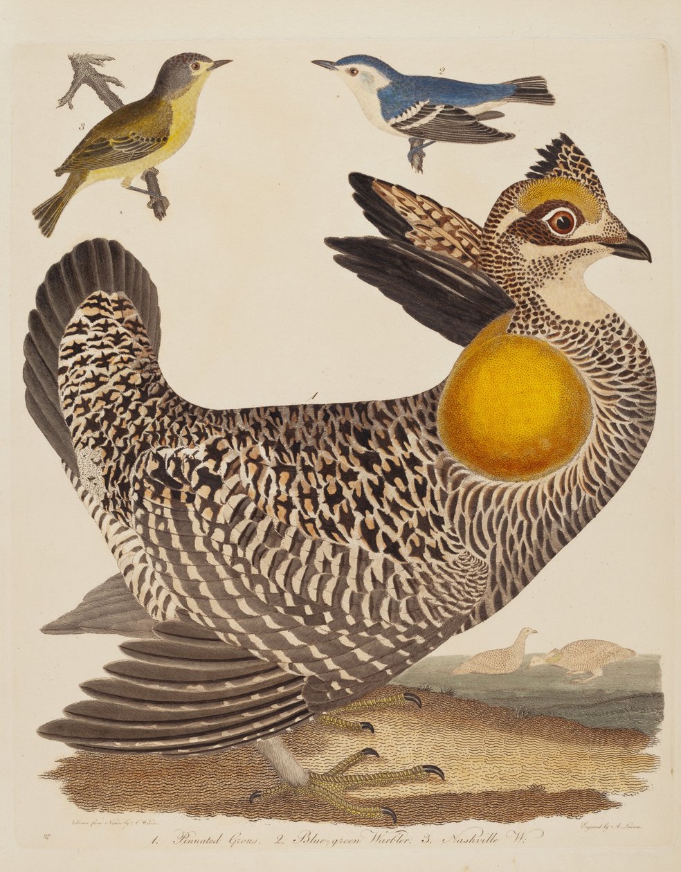 Pinnated Grous, Blue-green Warbler és Nashville Warbler alkotó: Alexander Lawson after Alexander Wilson
