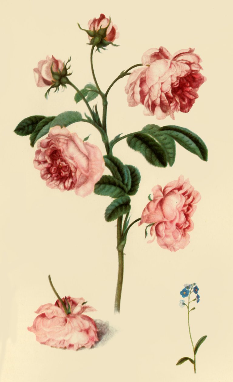 „Rosa Provincialis and Forget-Me-Not”, c1680, 1946. alkotó: Alexander Marshal