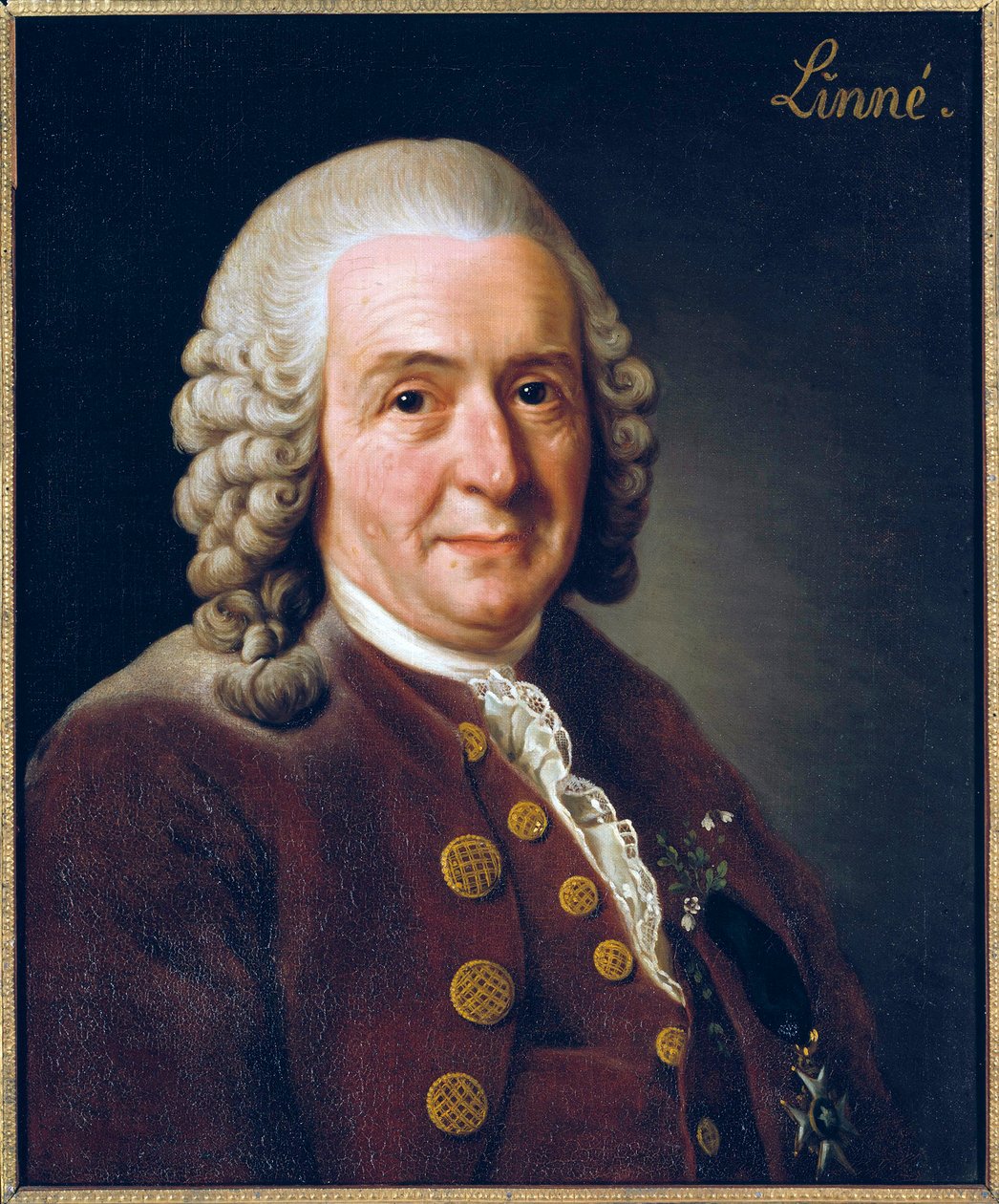 Carl von Linne (Linnaeus) portréja alkotó: Alexander Roslin