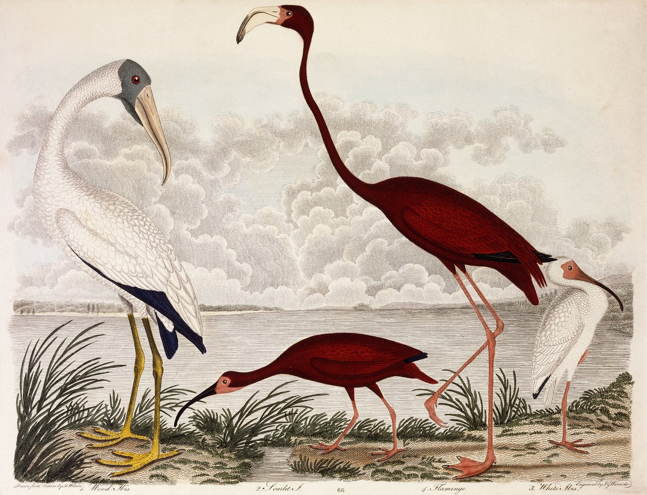 Wood Ibis, Scarlet Flamingo, White Ibis, 1828-1829 körül alkotó: Alexander Wilson