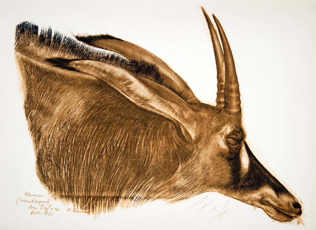 Antilop Hippotrague (Am Dafok), a Drawings and Paintings of Africa-ból, kivégezték a Citroen Center Africa expedíció során, a második Haardt Audouin-Dubreuil küldetésben, pub. Párizs, 1927 alkotó: Alexander Yakovlev