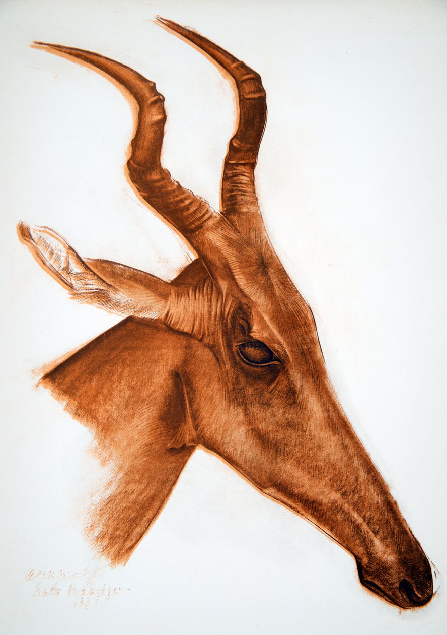 Antilope Jackson (Am Dafok), a Drawings and Paintings of Africa-ból, kivégezték a Citroen Center Africa expedíció során, a második Haardt Audouin-Dubreuil küldetésben, pub. Párizs, 1927 alkotó: Alexander Yakovlev