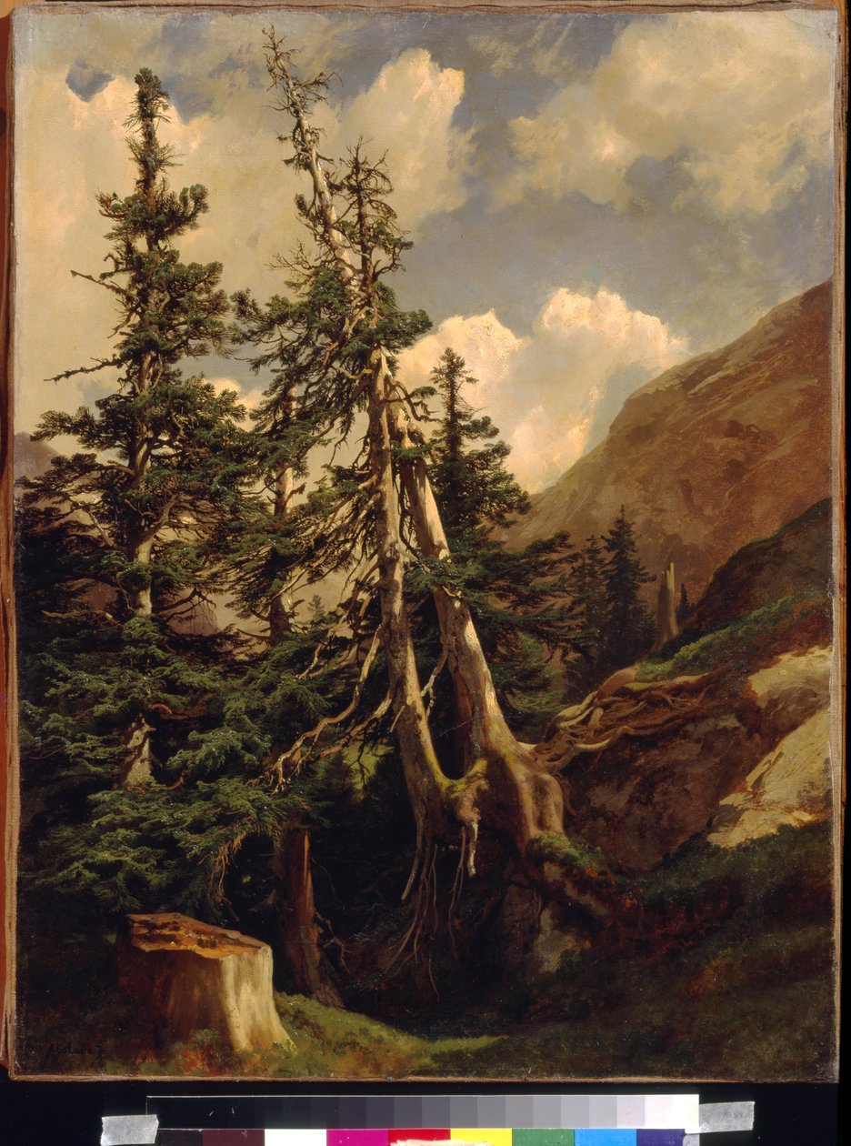 Fenyők a hegyekben, Calame, Alexandre (1810-1864). Olaj, vászon, Mérete: 68,5x53. Állami A. Puskin Szépművészeti Múzeum, Moszkva alkotó: Alexandre Calame