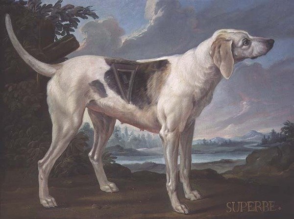 „Superbe” vadászkutya portréja a Conde hercegéhez tartozó falkából (olaj, vászon) alkotó: Alexandre F. (school of) Desportes