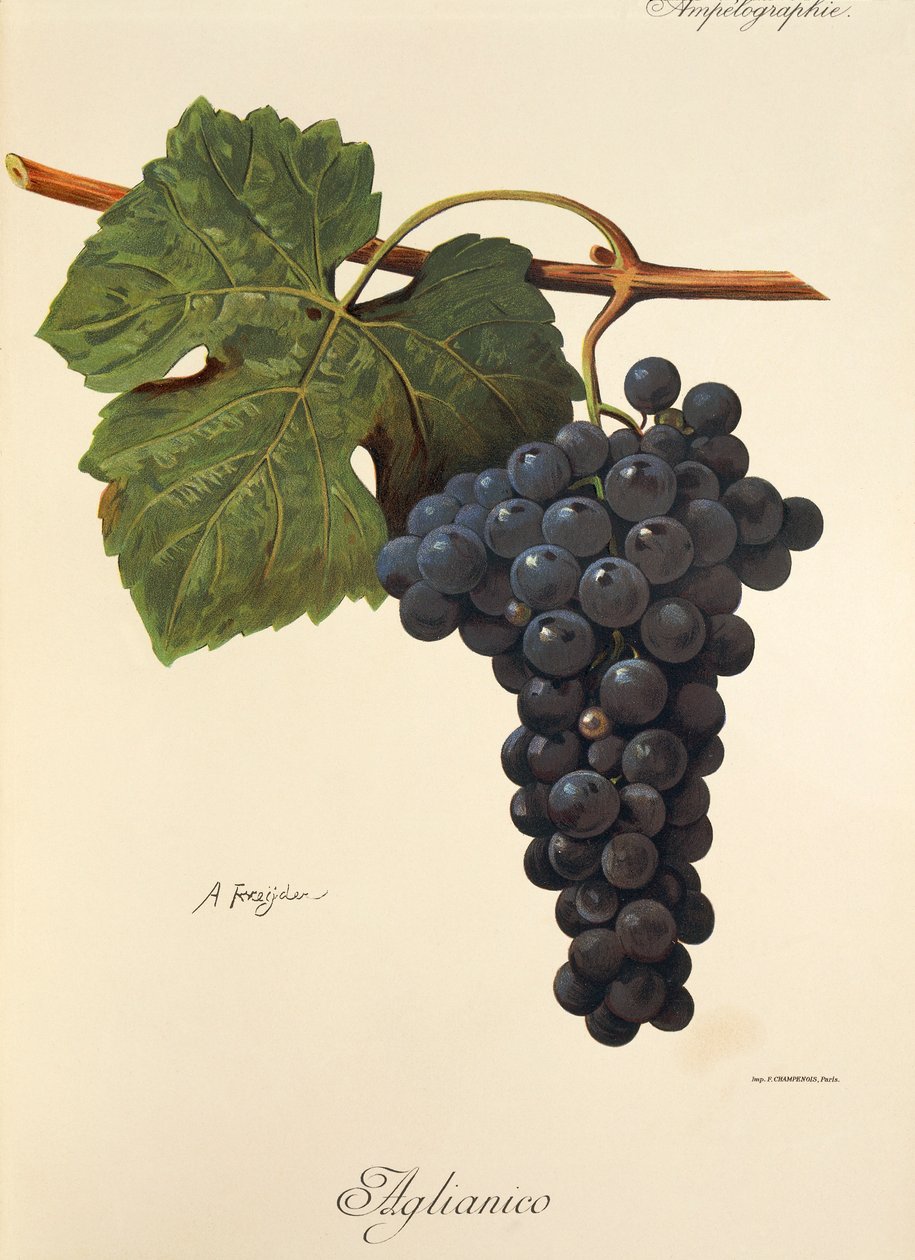 Aglianico szőlő, A. Kreyder alkotó: Alexis Kreyder