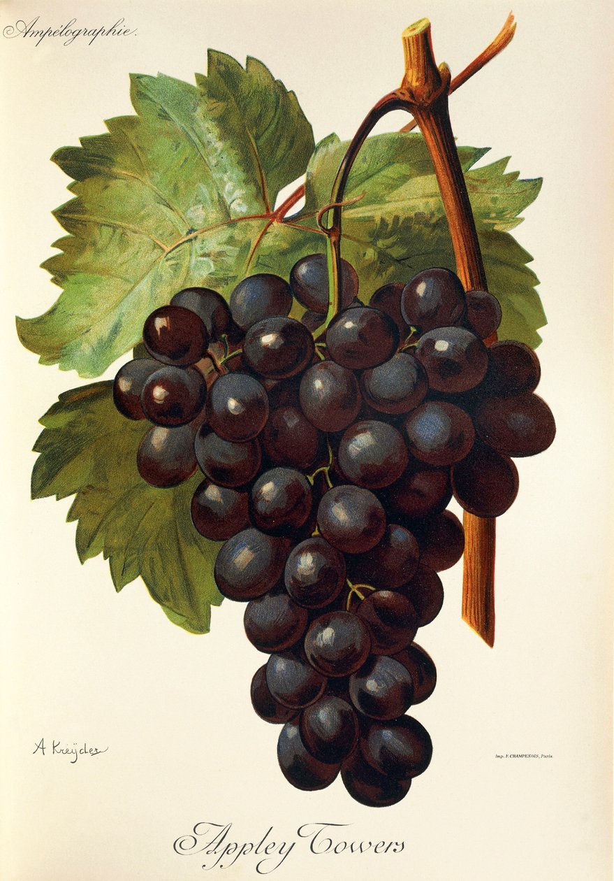 Appley Towers grape. Illustration by A. Kreyder., Pessione, from Traite General de Viticulture. Ampelographie   1414803   hu       hungarian Successfully Translated  Original: Samson and Delilah Translat: Samson and Delilah 1406365 hu hungarian Successfull alkotó: Alexis Kreyder