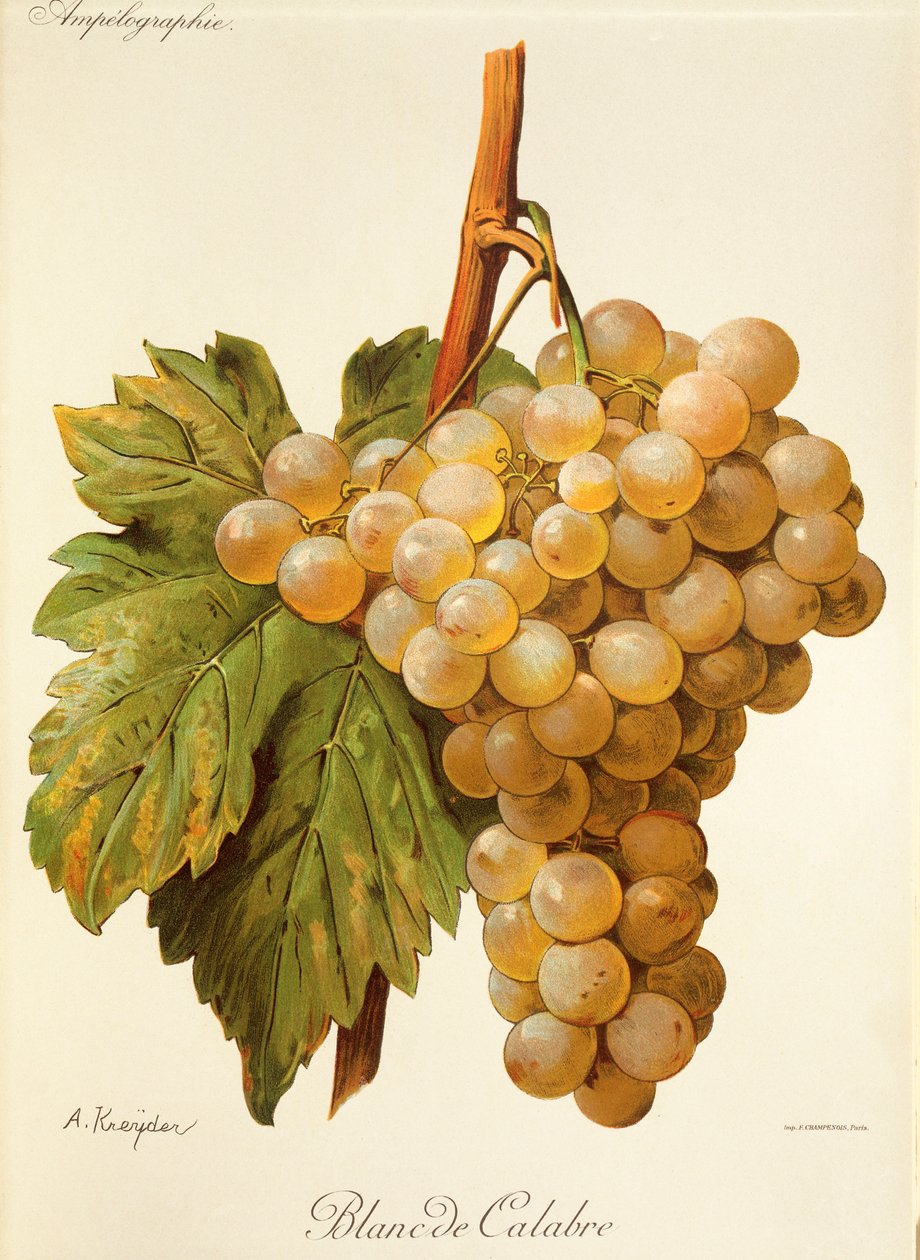 Blanc de Calabria szőlő, A. Kreyder alkotó: Alexis Kreyder
