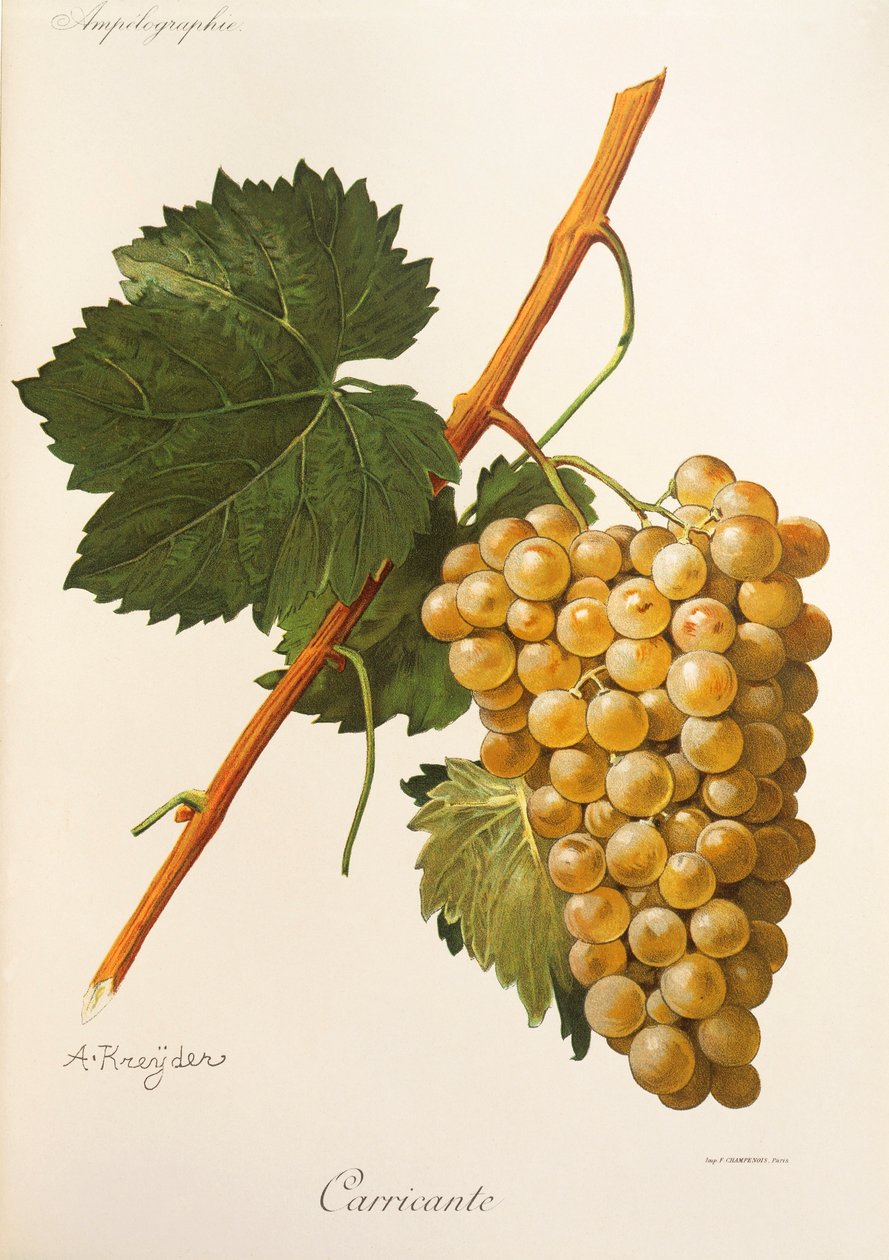 Carricante szőlő, A Kreydertől alkotó: Alexis Kreyder