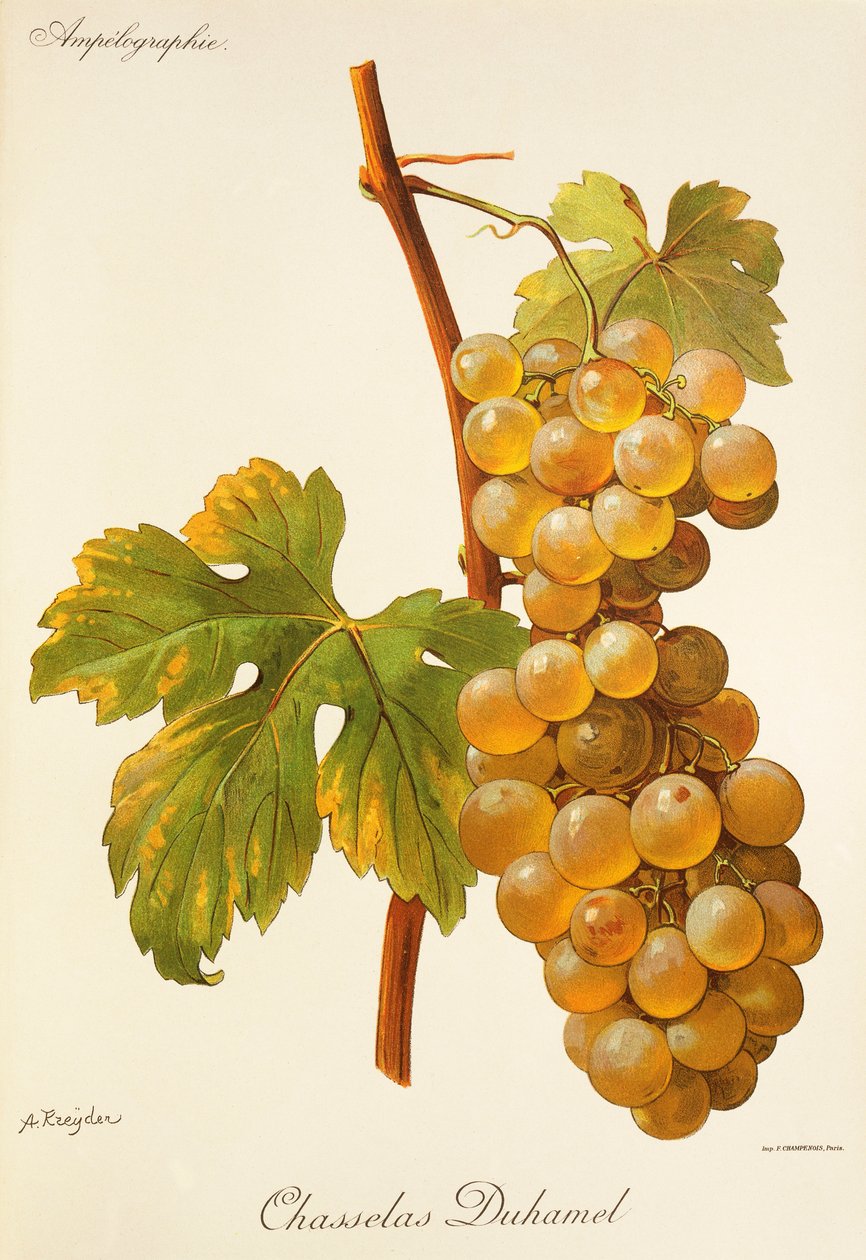 A. Kreyder Chasselas Duhamel szőlő alkotó: Alexis Kreyder