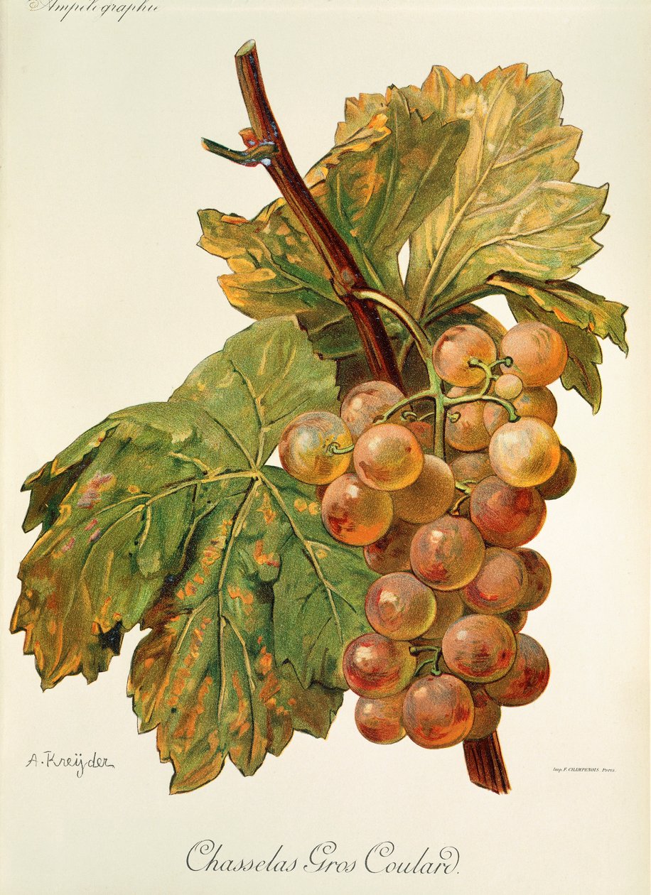 Chasselas Gros Coulard szőlő, A. Kreyder alkotó: Alexis Kreyder