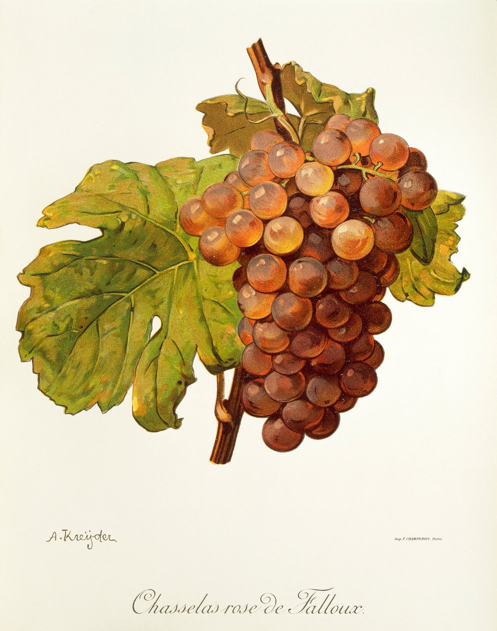 A. Kreyder Chasselas Rose de Falloux szőlő alkotó: Alexis Kreyder