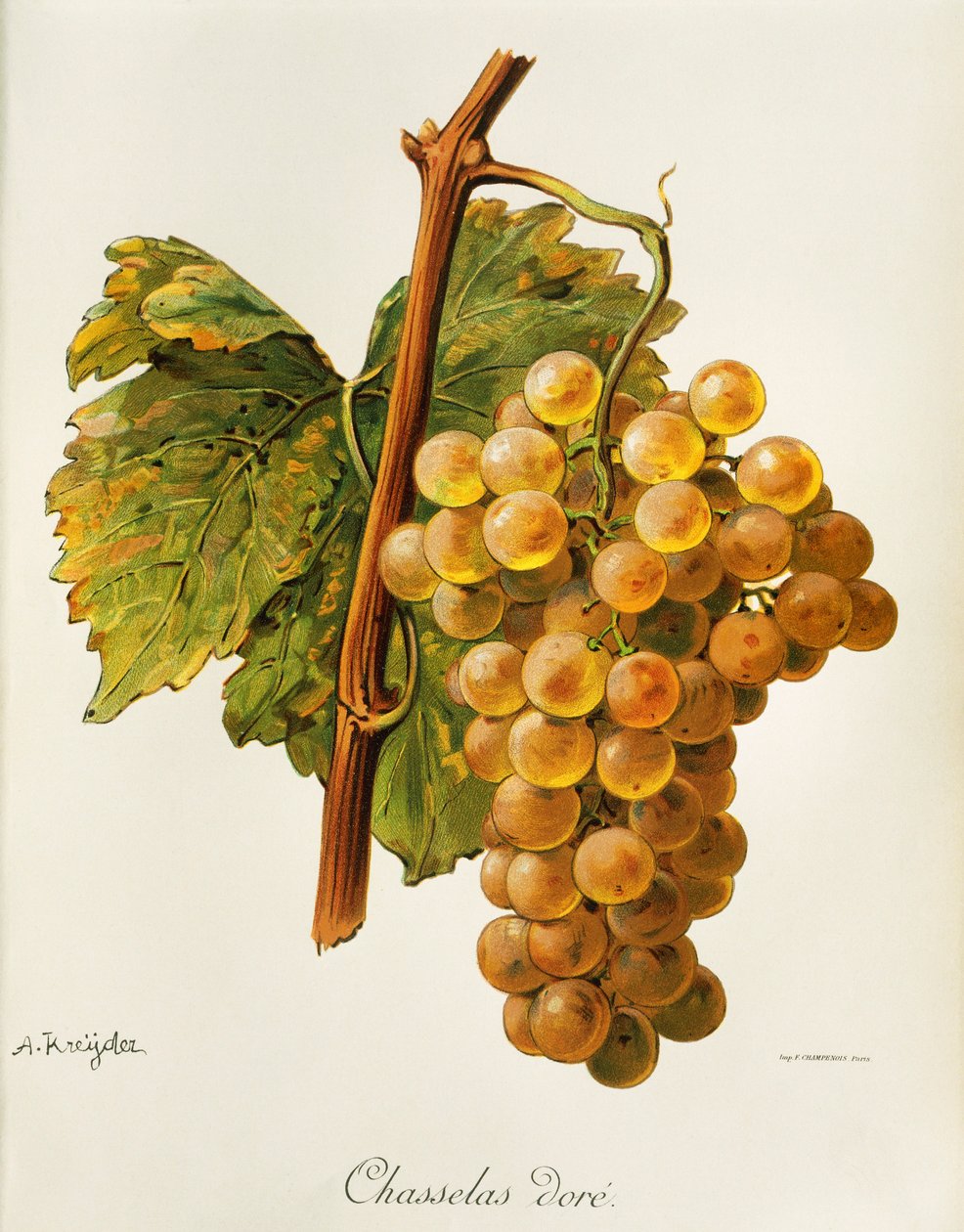 Chasselas aranyszőlő A. Kreydertől alkotó: Alexis Kreyder