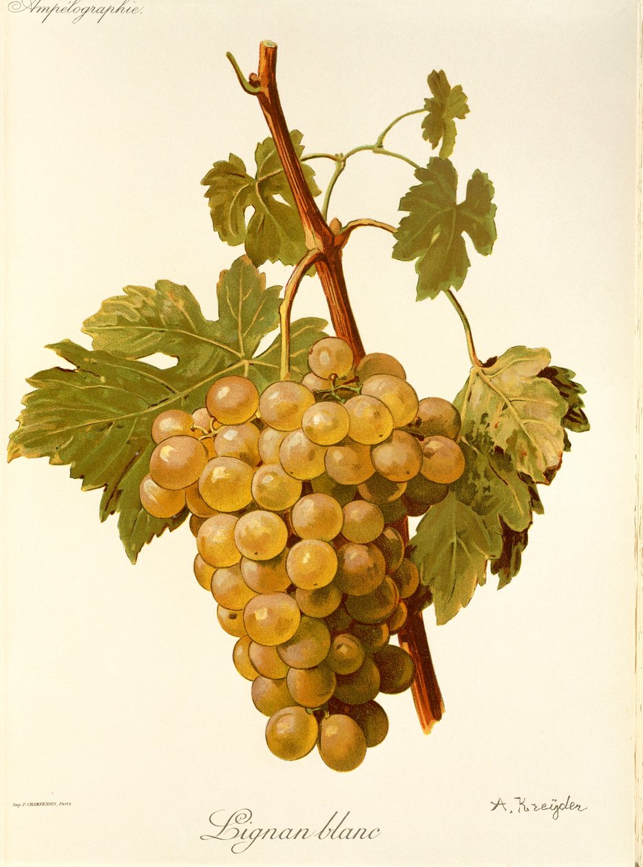 Lignan Blanc szőlő, A. Kreyder alkotó: Alexis Kreyder
