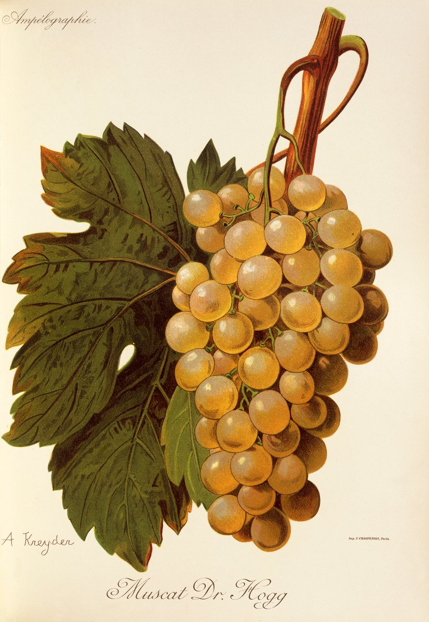 Muscat Dr. Hogg szőlő, A. Kreyder alkotó: Alexis Kreyder
