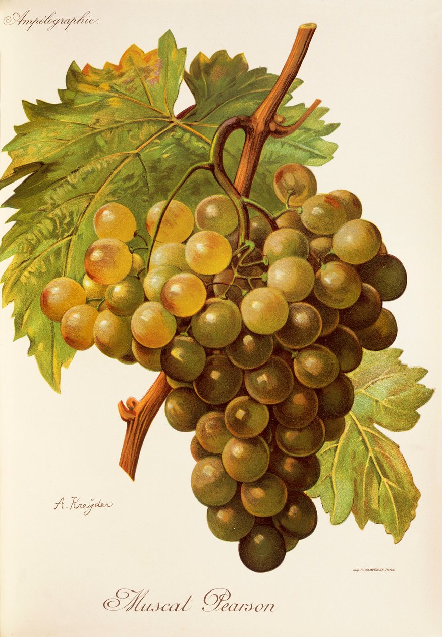 Muscat Pearson szőlő, A. Kreyder alkotó: Alexis Kreyder