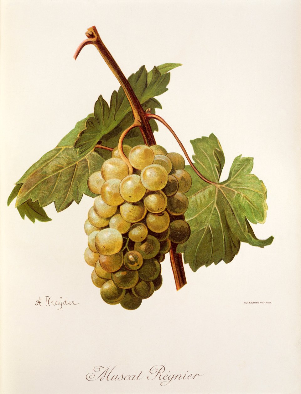 Muscat Regnier szőlő, A. Kreyder alkotó: Alexis Kreyder
