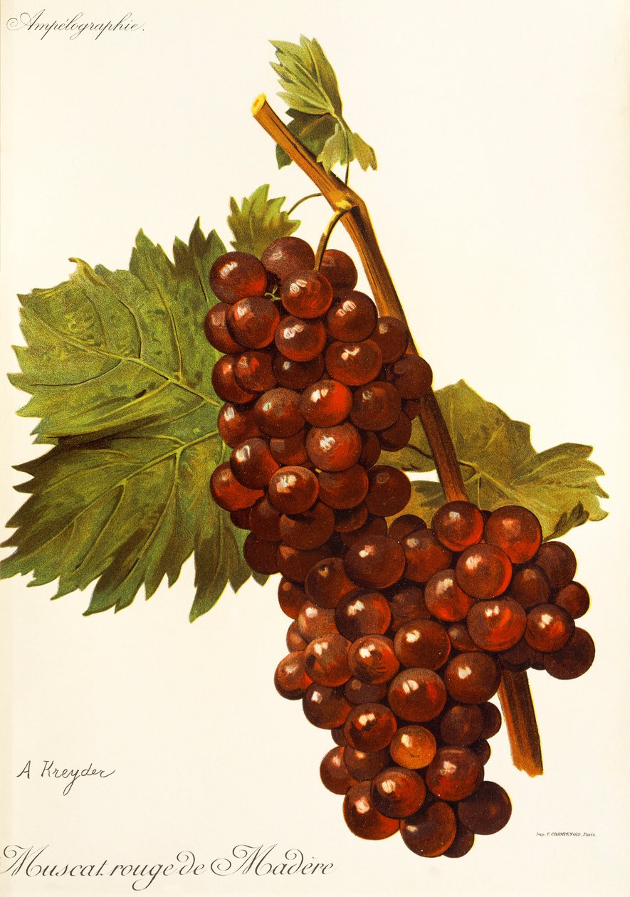 A. Kreyder Muscat Rouge de Madere szőlő alkotó: Alexis Kreyder