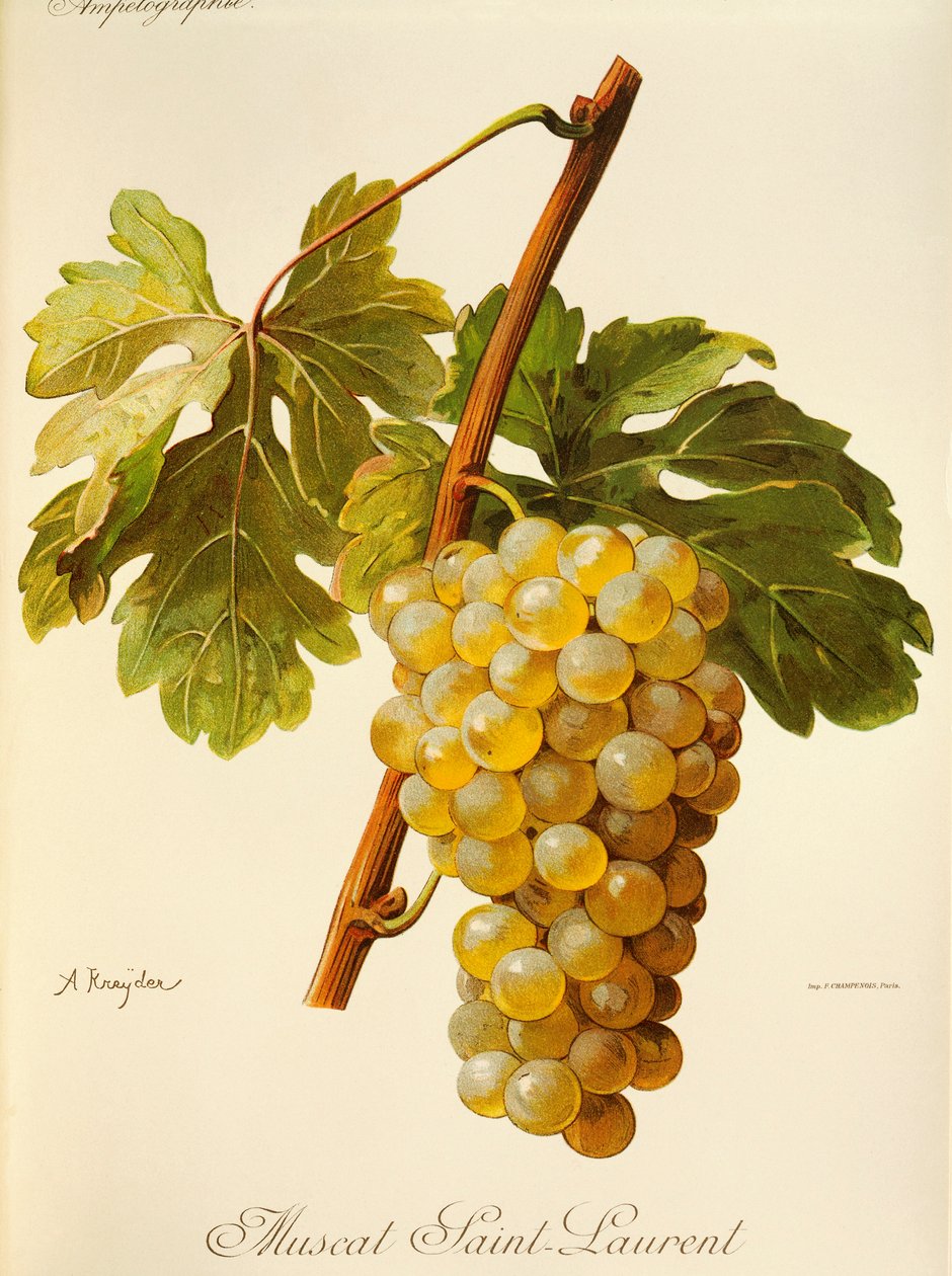 Muscat Saint-Laurent szőlő, A. Kreyder alkotó: Alexis Kreyder
