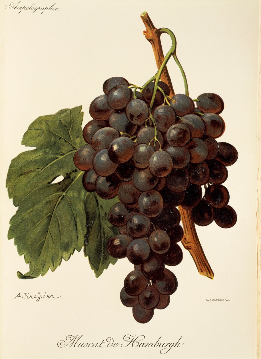 A. Kreyder Muscat de Hamburgh szőlő alkotó: Alexis Kreyder
