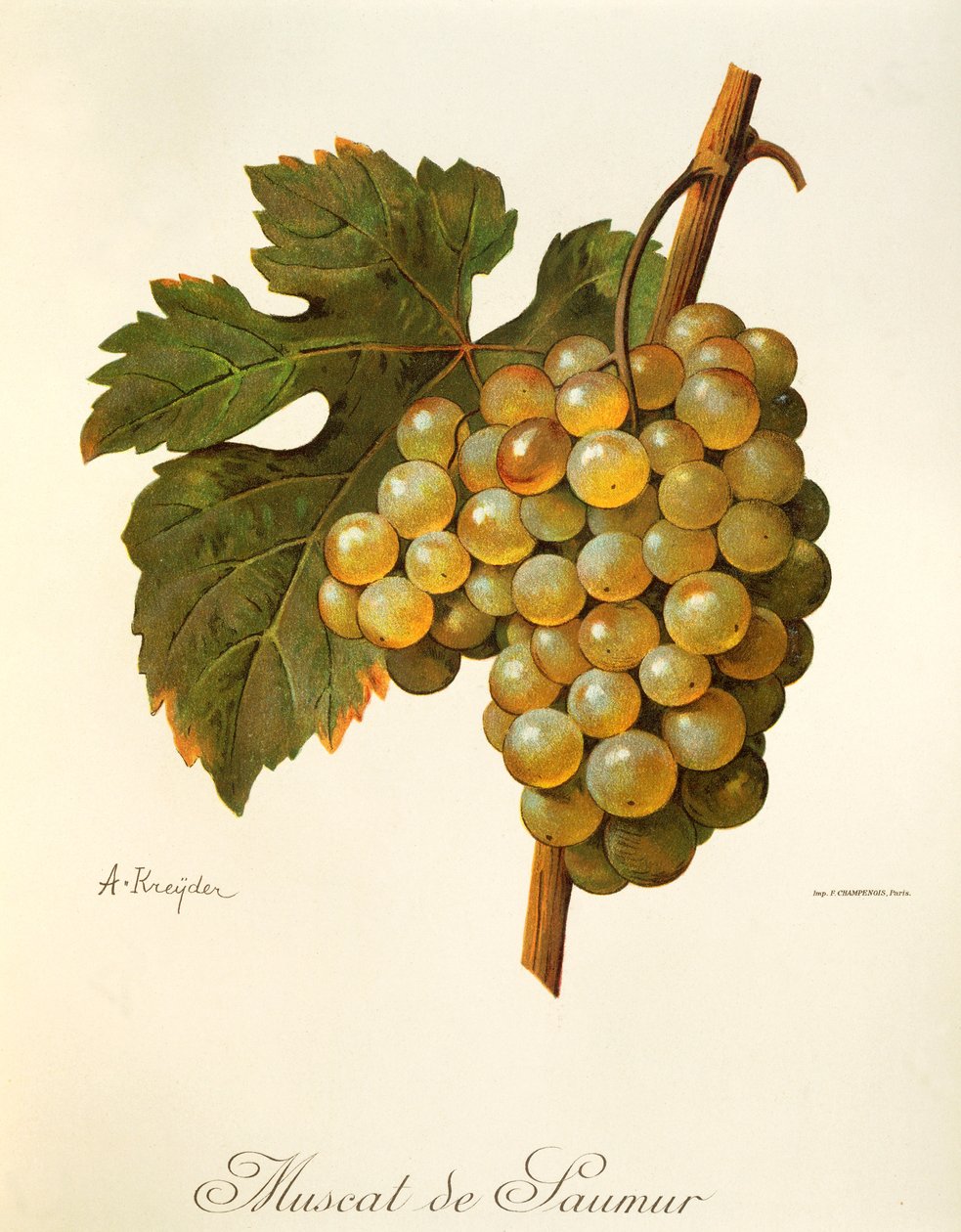 Muscat de Saumur szőlő, A Kreydertől alkotó: Alexis Kreyder