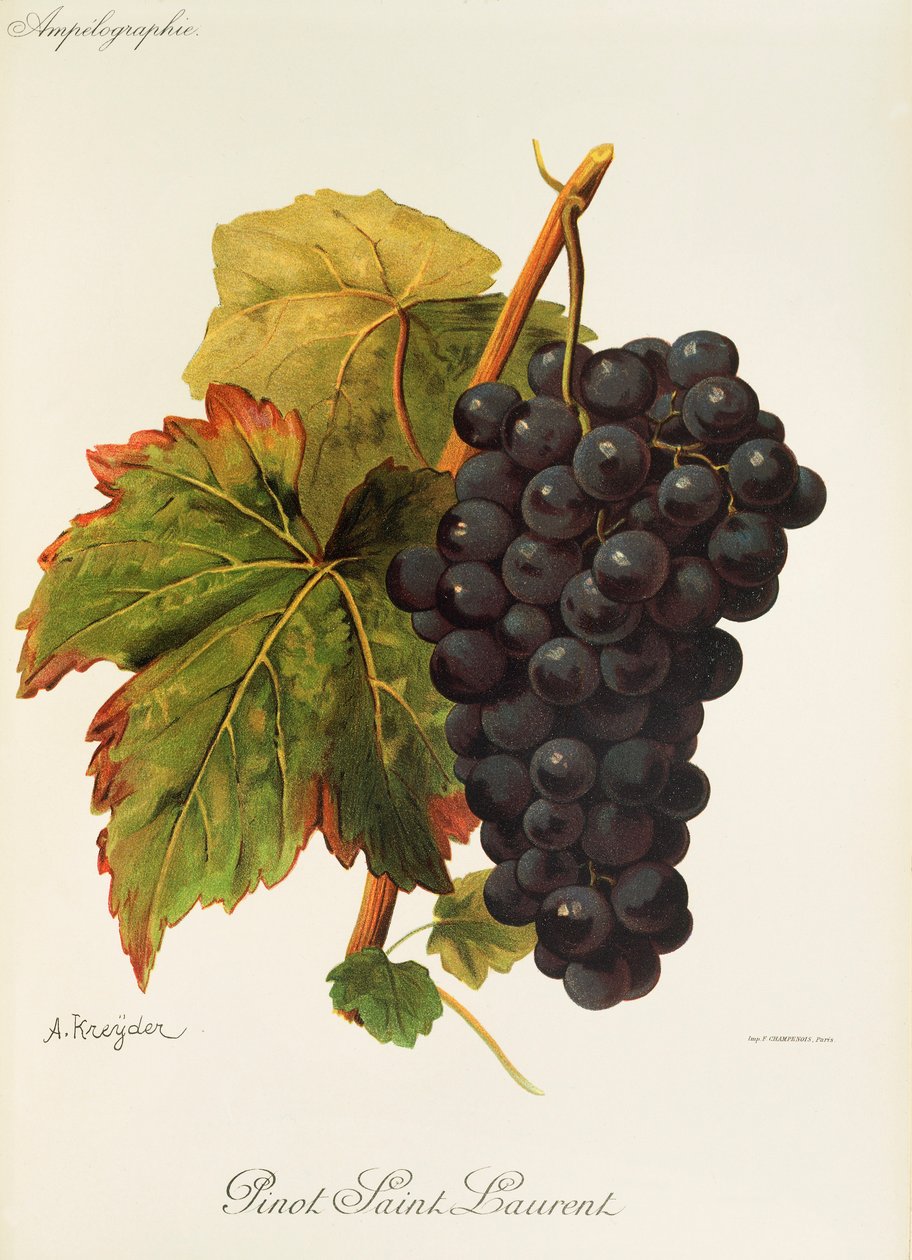 Pinot Saint Laurent szőlő, A. Kreyder alkotó: Alexis Kreyder