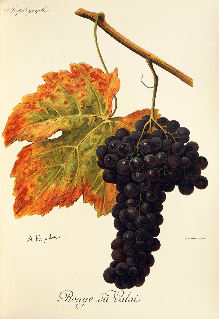 Rouge du Valais szőlő, A. Kreyder alkotó: Alexis Kreyder