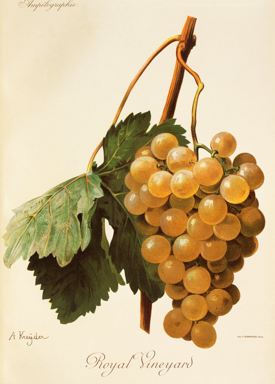 A. Kreyder Royal Vineyard szőlő alkotó: Alexis Kreyder