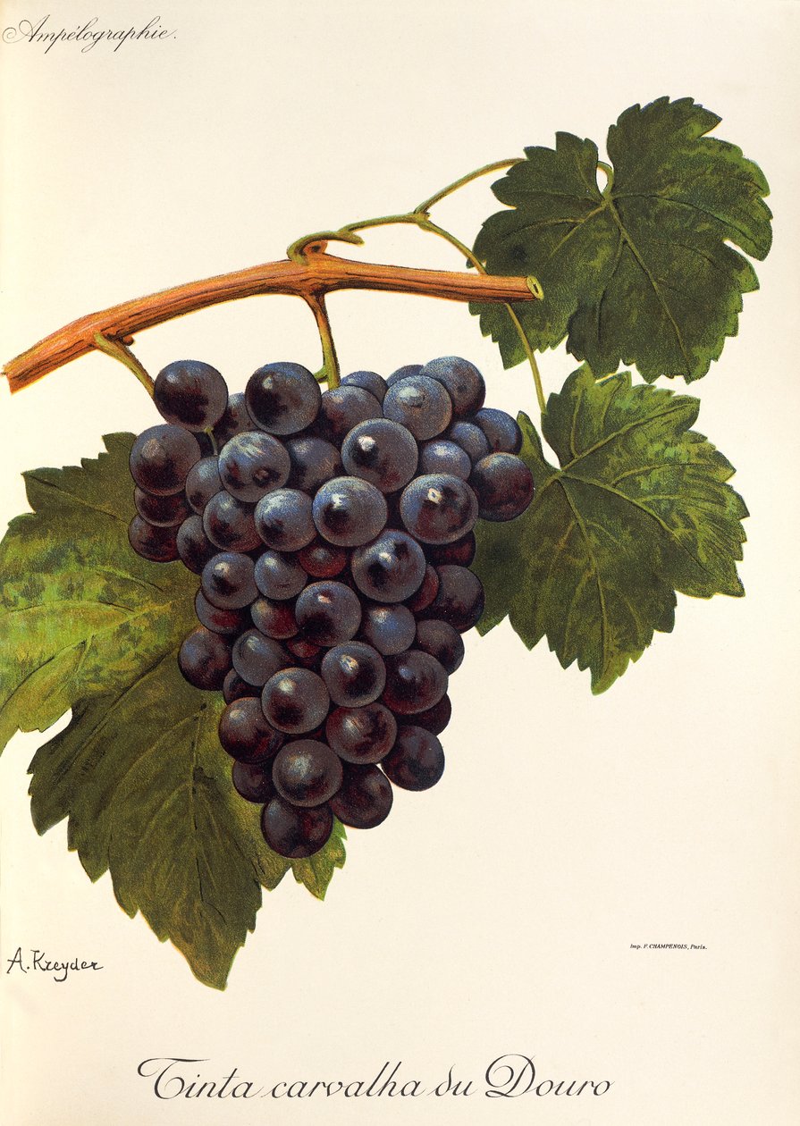 Carvalha du Douro szőlőfesték A. Kreydertől alkotó: Alexis Kreyder