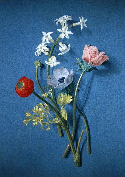 Ranunculus, kökörcsin és jázmin (fekete kréta testszínnel és szürke mosással kék papíron) alkotó: Alexis Nicolas Perignon