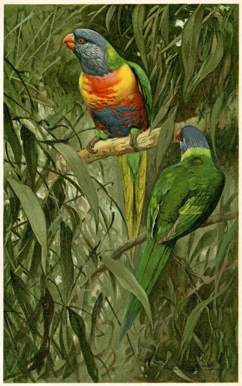 A Pair of Rainbow Lorikeets, 1890 (kromolitográfia) alkotó: Alfred Brehm