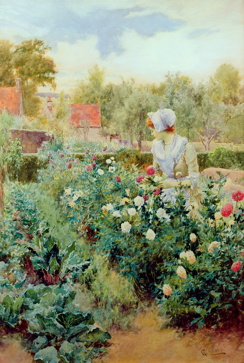 Dáliák, 1896 alkotó: Alfred, Jr. Glendening