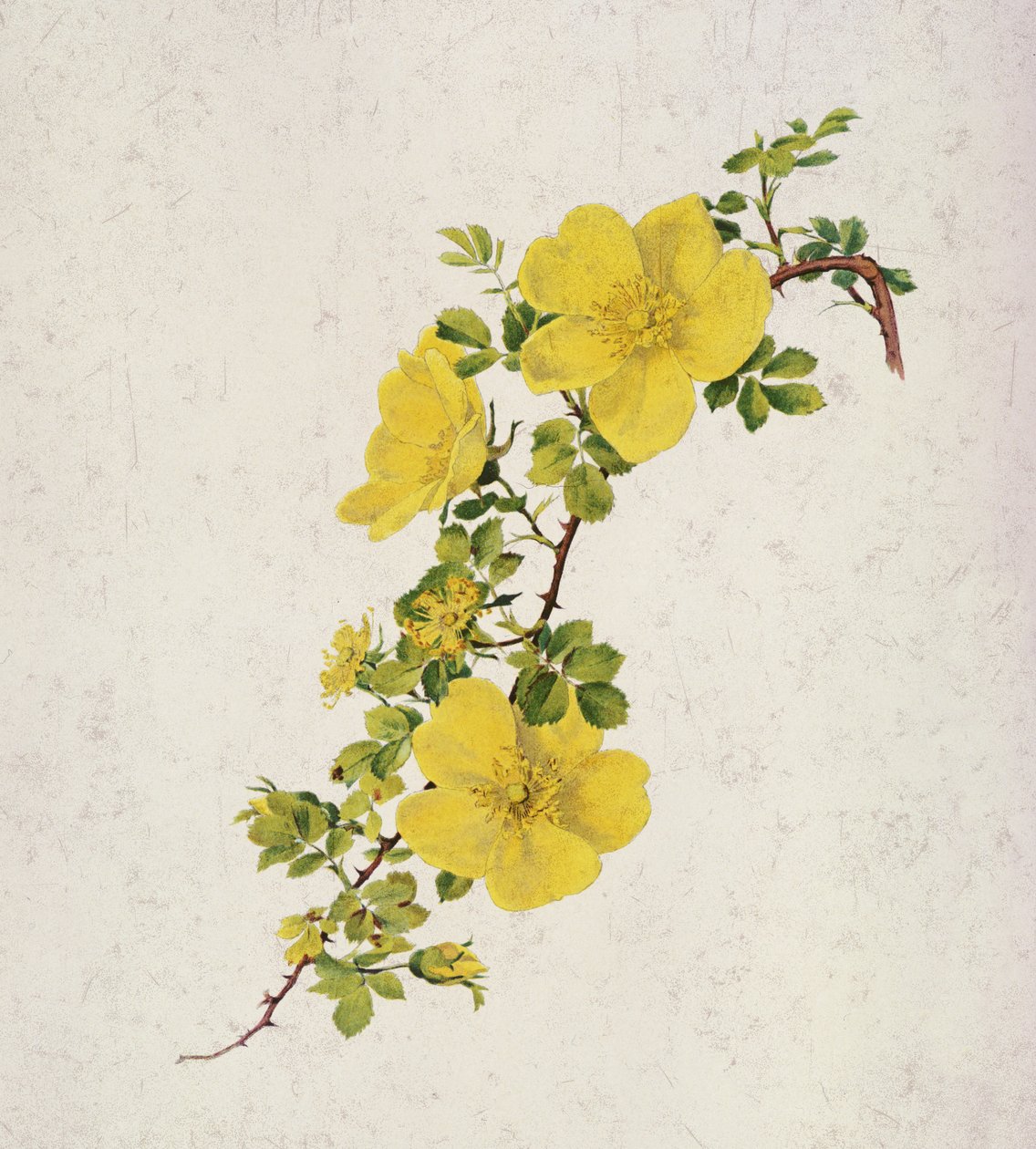 Rosa Foetida alkotó: Alfred Parsons