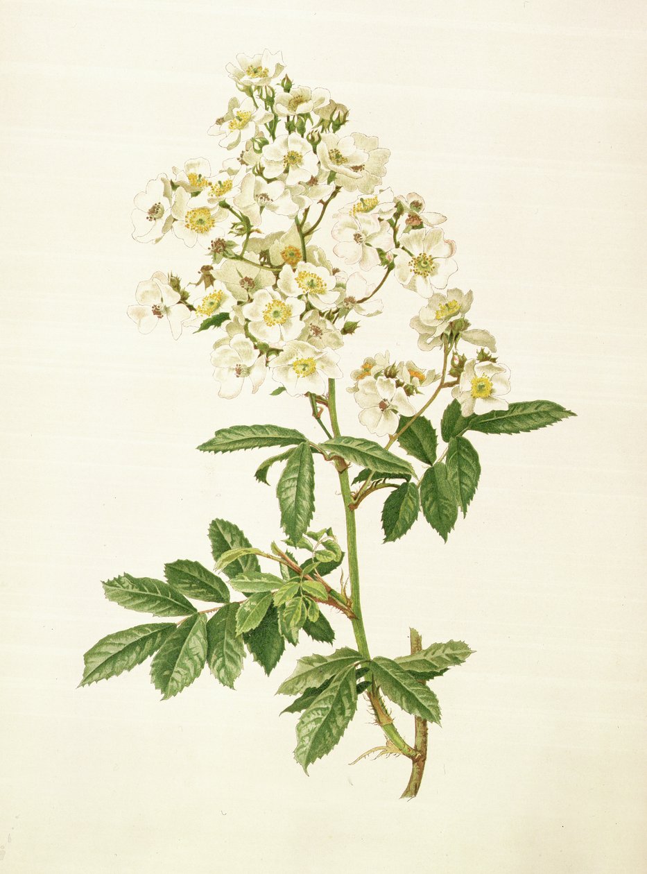 Rosa multiflora alkotó: Alfred Parsons